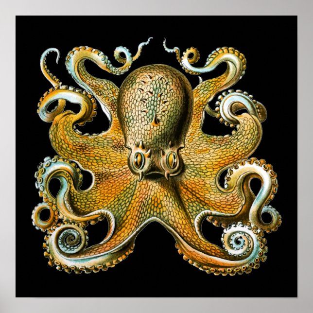 Kraken Octopus | Coola Djur Poster (Framsidan)