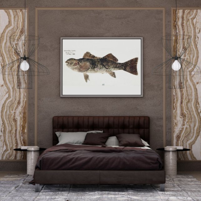 Kräkfisk aplodactylus arcynblefish poster (Skapare uppladdad)