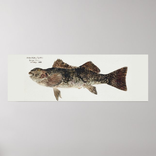 Kräkfisk aplodactylus arcynblefish poster (Framsidan)