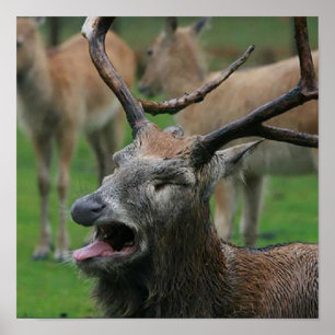 Kräkning av hjort: poster