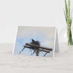 Kråkor bo i Ak Kort