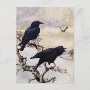 Kråkor i Winter Vintage Illustration Vykort
