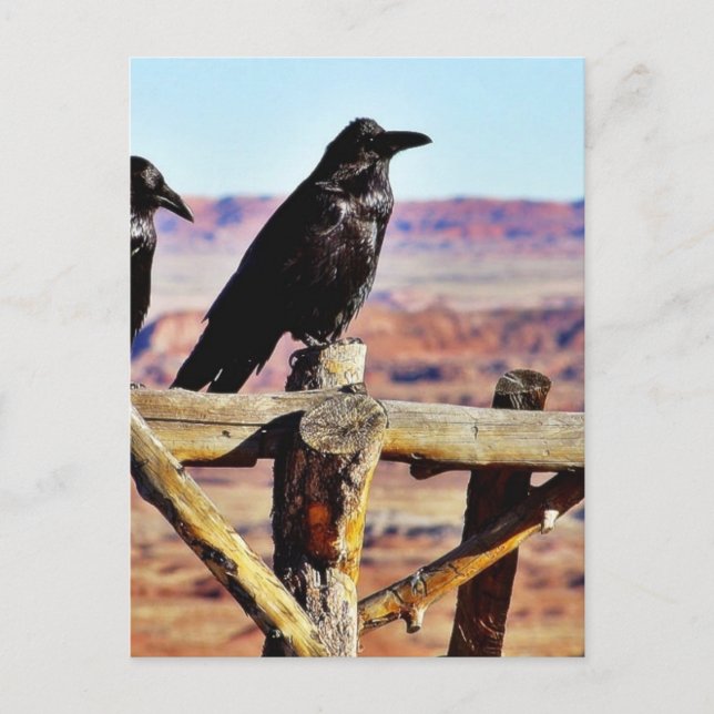 Kråkor Ravens Birds Black Vykort (Framsida)