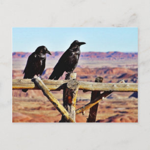 Kråkor Ravens Birds Black Vykort