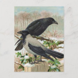 Kråkor Vintage Bird Illustration Vykort