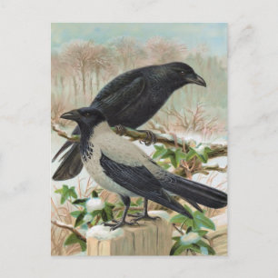 Kråkor Vintage Bird Illustration Vykort