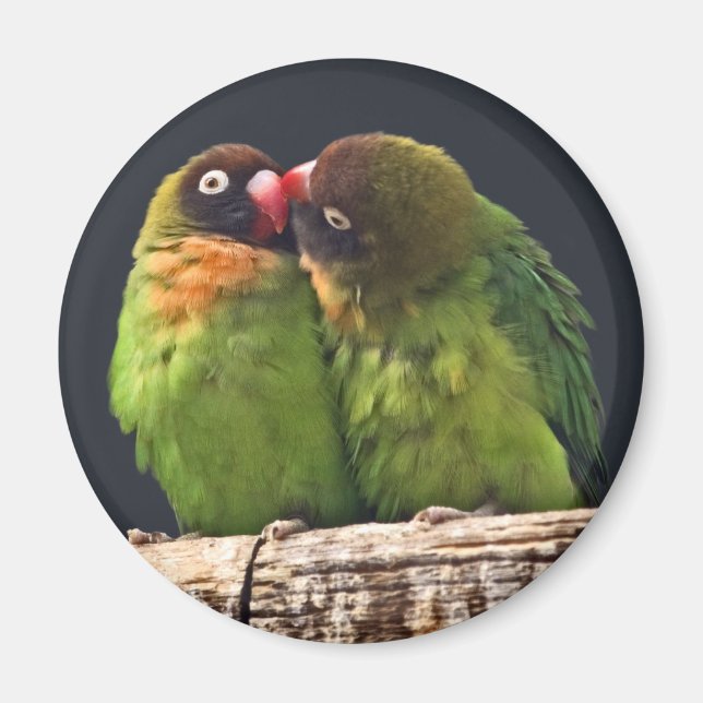 Kram från dvärgparakit magnet (Framsidan)