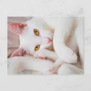 kram katt vykort