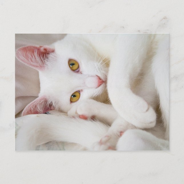 kram katt vykort (Framsida)