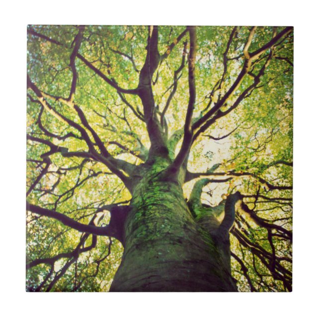 Krama för träd kakelplatta (Framsidan)