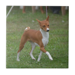 Kråma sig den Basenji hunden Kakelplatta