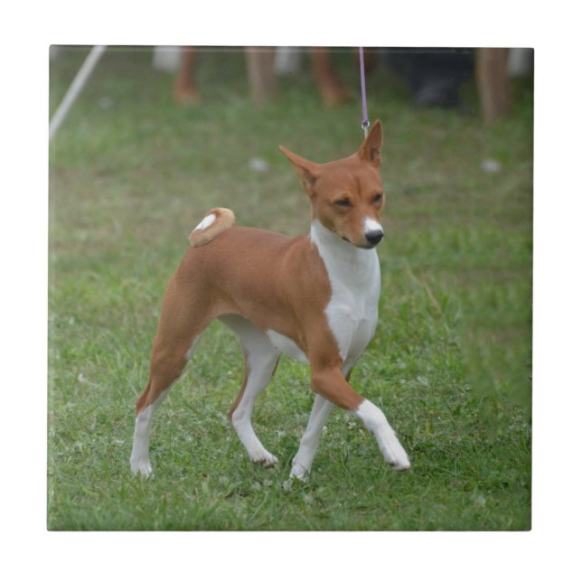 Kråma sig den Basenji hunden Kakelplatta (Framsidan)