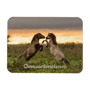 Kråma sig vildhästar i den Oostvaardersplassen Magnet