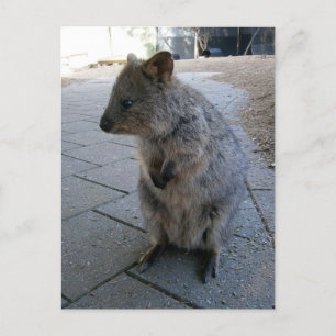 "Kramar i Australien: En Grym Grå Quokka" Vykort
