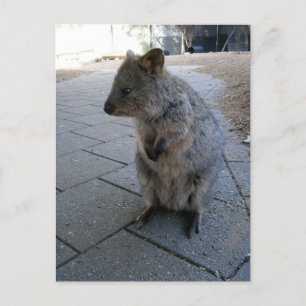 "Kramar i Australien: En knuffig grå Quokka" Vykort