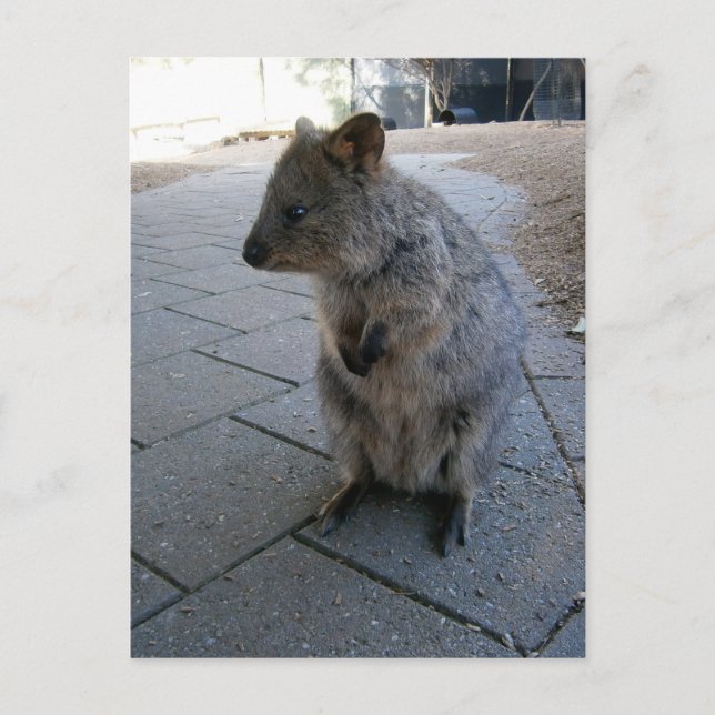 "Kramar i Australien: En knuffig grå Quokka" Vykort (Framsida)