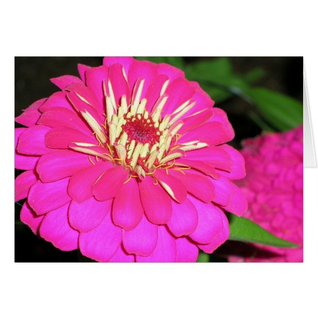 krämig rosa hälsningskort (Framsidan Horizontal)