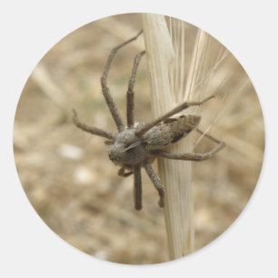 Krämiga krämiga spider runt klistermärke