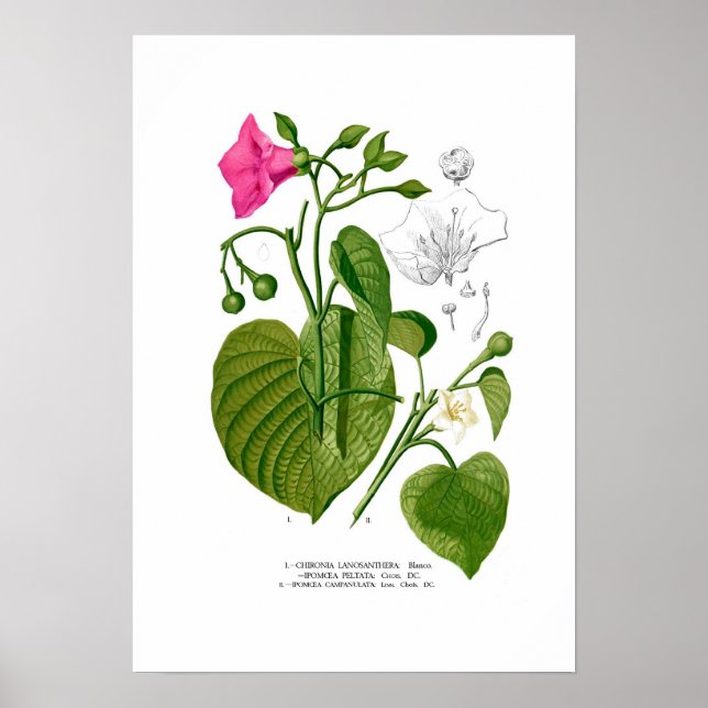 Krampis Poster (Framsidan)