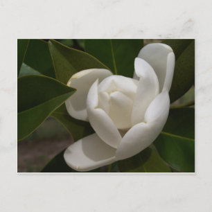 Krämvit magnolia blomkål vykort