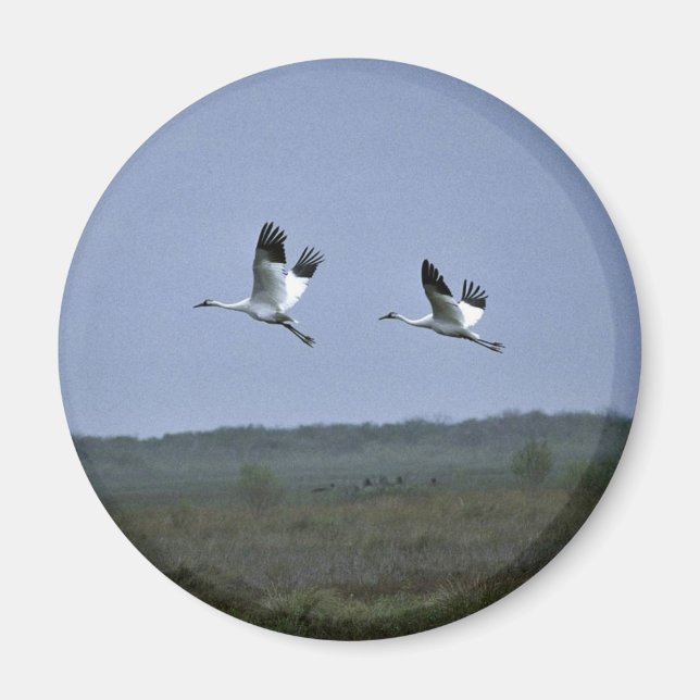 Kranes vid Aransas National Wildlife Refug Magnet (Framsidan)