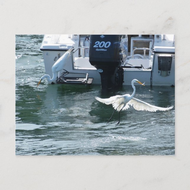 Kranfiske Vykort (Framsida)