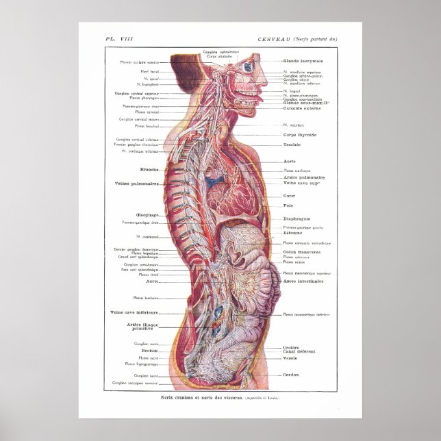 Kraniella och viscerala nerves Anatomy Poster Fran (Framsidan)