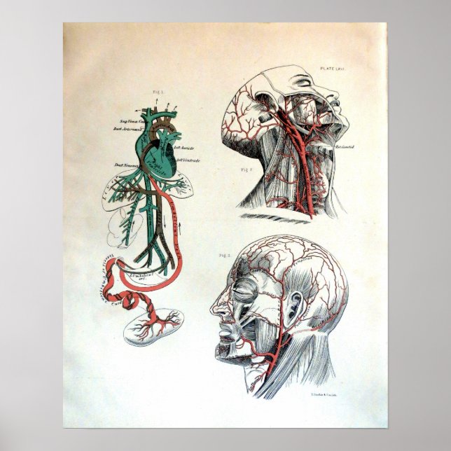 Kraniskt cirkulationssystem poster (Framsidan)