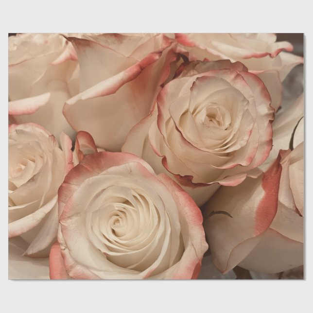 Kransminiatyr Rosa 'Cream' & röda kanter Matt pres Presentpapper (Platt)