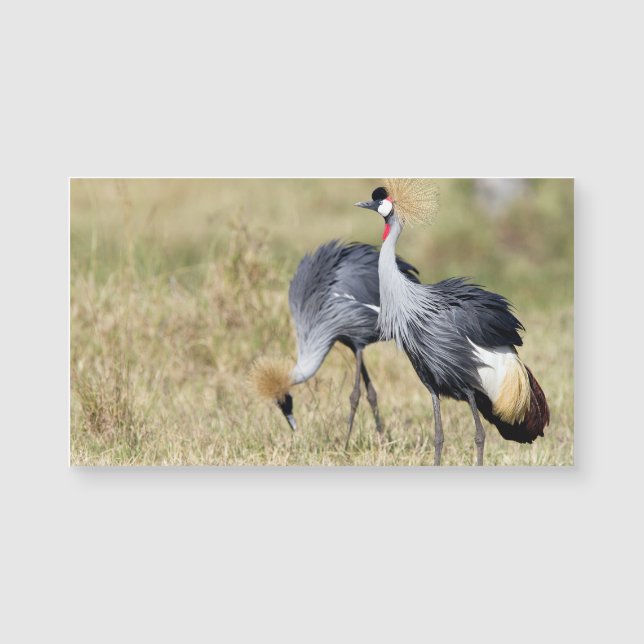 Kranterna i Masai Mara (Framsida)