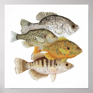 Krapies och solfisk poster