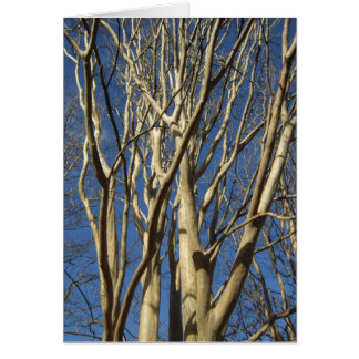 Kräppmyrten i vinter hälsningskort