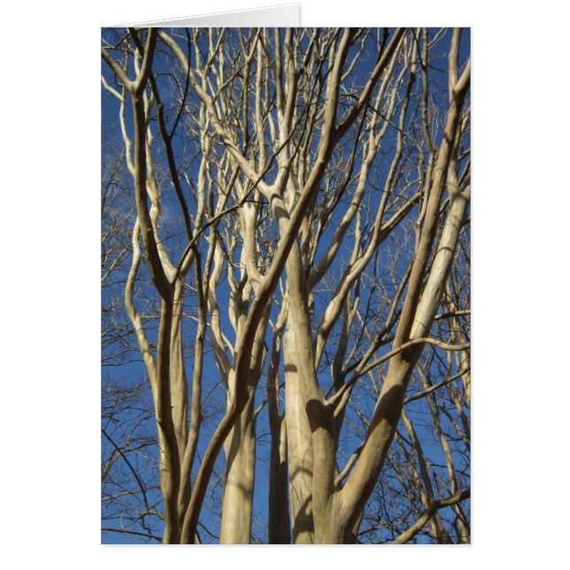 Kräppmyrten i vinter hälsningskort (Framsidan)