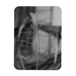 Kräuskrullar Magnet