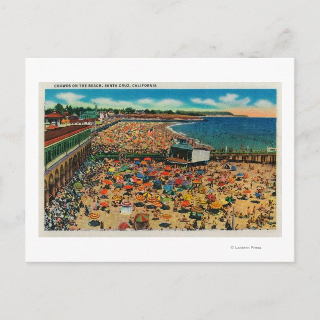 Kravar på stranden, Santa CruzSanta Cruz, CA Vykort (Framsida)