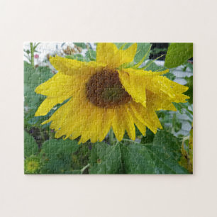 Kreativ blöt solrosblomma fotopussel