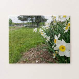 Kreativ, vit daffodil fotopussel