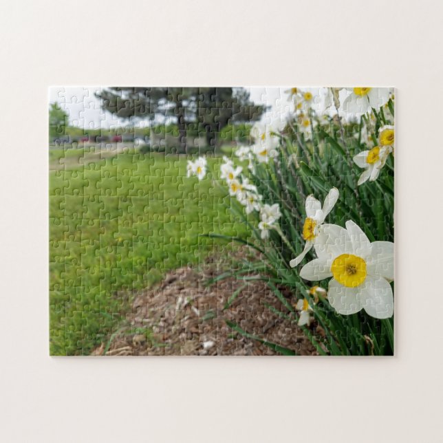 Kreativ, vit daffodil fotopussel (Horisontell)
