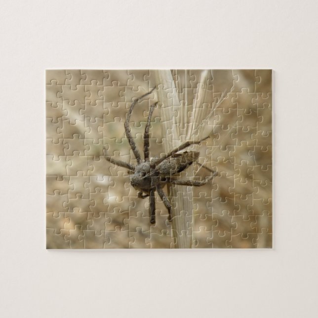 Kreta krämspider Pussel (Horisontell)