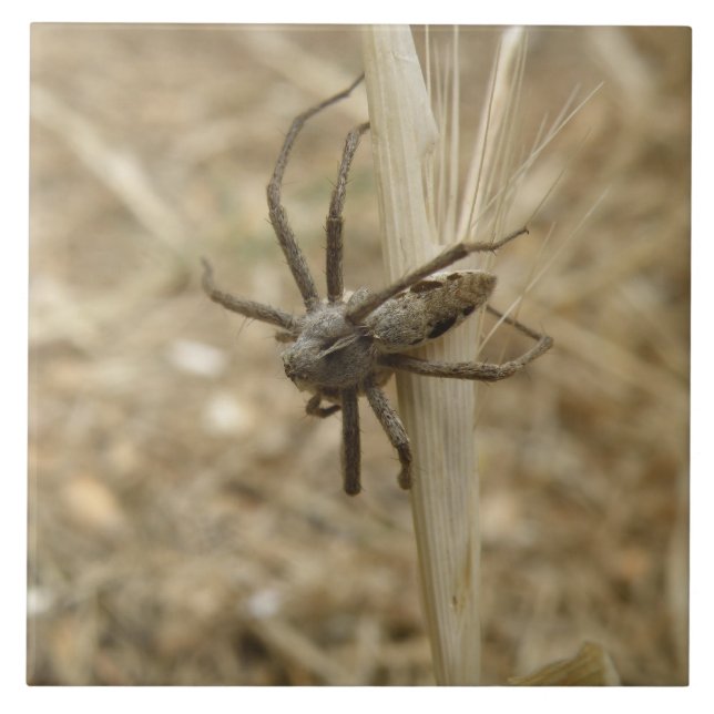 Kreta krämspiderplattan kakelplatta (Framsidan)