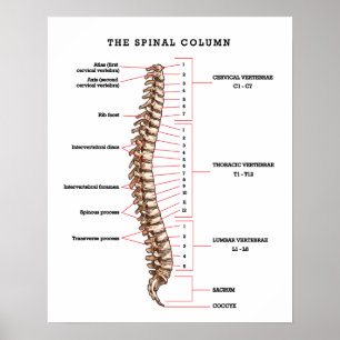 Kretoriskt kontor för spinalstapeldiagram poster