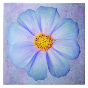 Krickablått och Violetdaisy på purpurfärgad Kakelplatta
