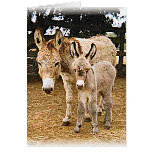 Kriiter Korner Hälsningskort (Framsidan)