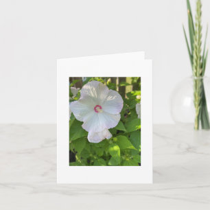 Krimsoneyed Ro-Mallow Hibiscus Kort