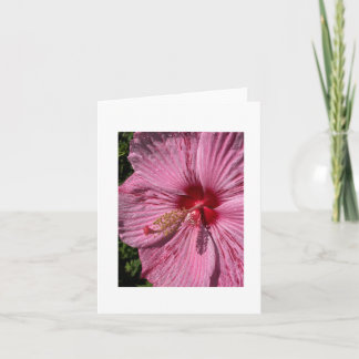 Krimsoneyed Ro-Mallow Hibiscus Kort