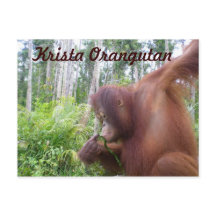 Krista Orangutan i Borneo Rainforest