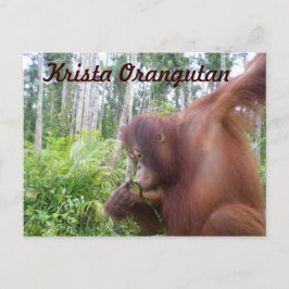 Krista Orangutan i Borneo Rainforest Vykort