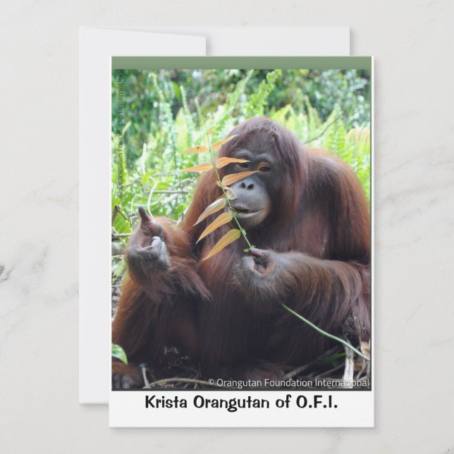 Krista Orangutan på Borneo Rainforest Blank Card Tack Kort (Framsida)