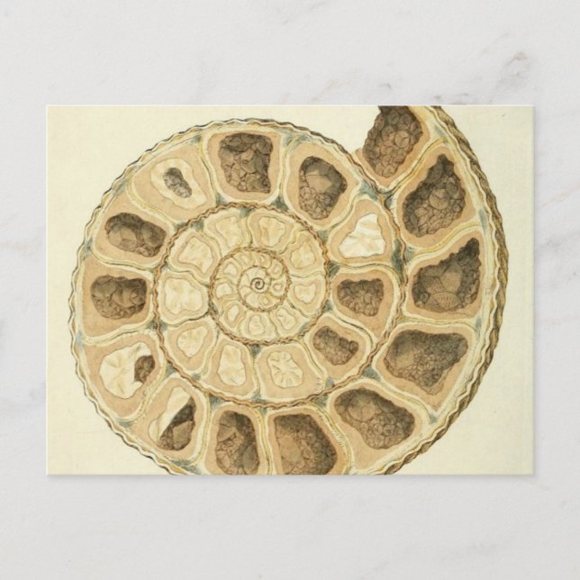 Kristalliserad snäckskal mineralogi illustration vykort (Framsida)