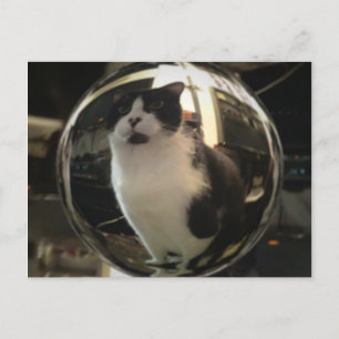Kristallkatt Vykort